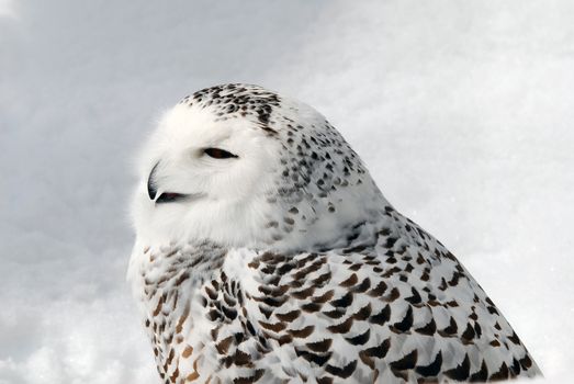 Close-up picture of a male Snowy Owl