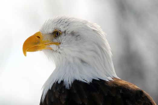 Close-up picture of an American Bald Eagle