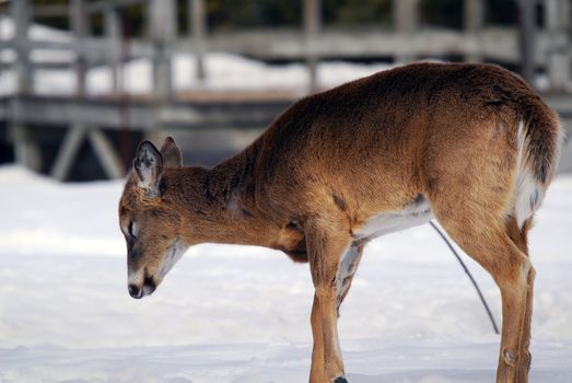 Close-up picture of a White-tailed deer 