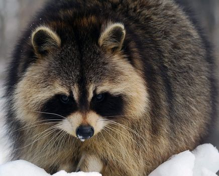 Close-up picture of a Raccoon in Winter