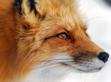 Close-up picture of a wild Red Fox