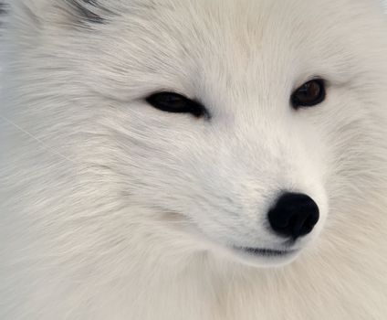 Close-up picture of an Arctic Fox