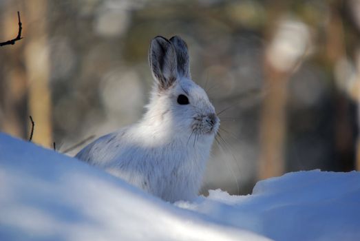 Picture of a wild Snowshoe hare in Winter
