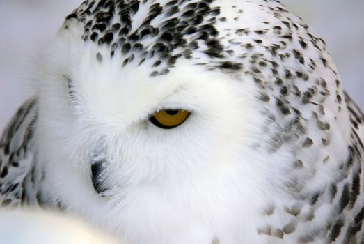 Close-up picture of a male Snowy Owl