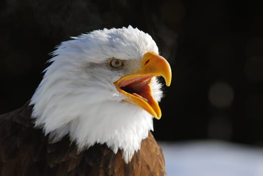 Close-up picture of an American Bald Eagle