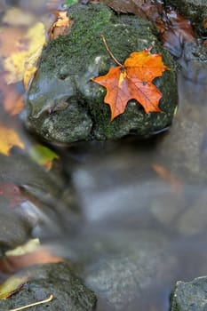 A closeup of an orange maple leaf in a stream in autumn.  The shot was taken with a slow shutterspeed to  give the water it's milky look.
