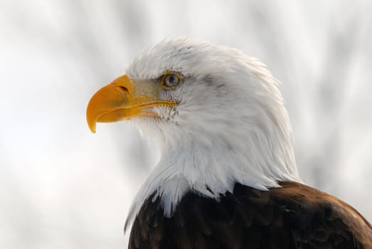 Close-up picture of an American Bald Eagle