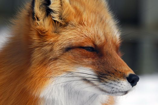 Close-up picture of a wild Red Fox