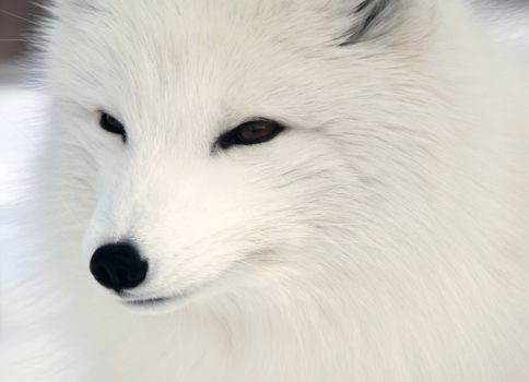 Close-up picture of an Arctic Fox