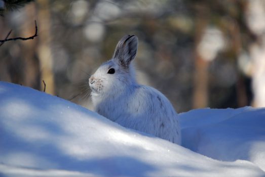 Picture of a wild Snowshoe hare in Winter