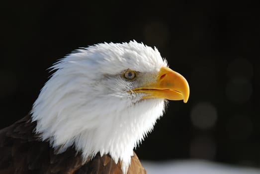 Close-up picture of an American Bald Eagle