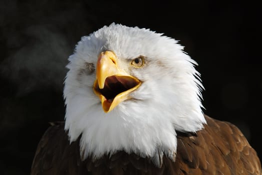 Close-up picture of an American Bald Eagle