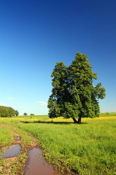 summer rural landscape with road and single lime-tree