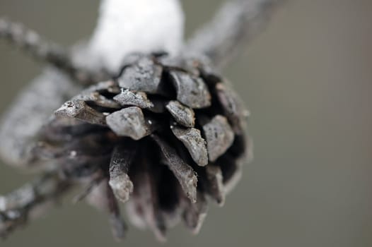 Close-up picture of a pine cone