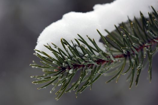 Close-up picture of an evergreen branch with snow