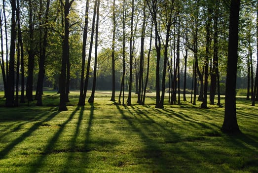 Sunrise in a quiet forest