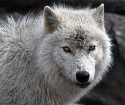 Close-up picture of an arctic wolf