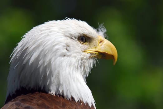 Picture of a bald Eagle head