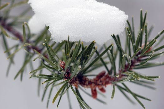 Close-up picture of an evergreen branch with snow