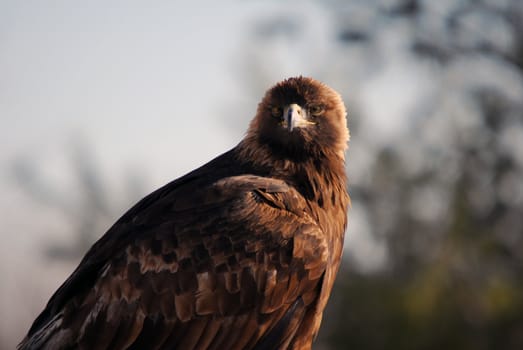 Picrure of a Golden Eagle