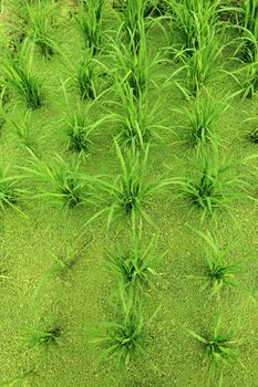 rice field