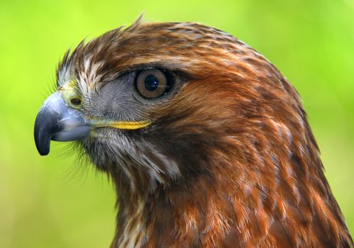 Portrait of a red-tailed hawk