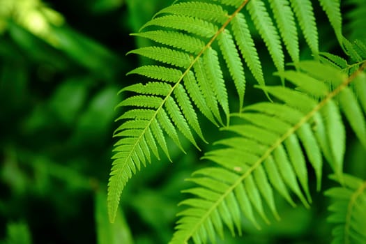 Fresh green leaf