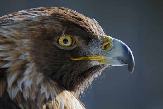 Portrait of a red-tailed hawk