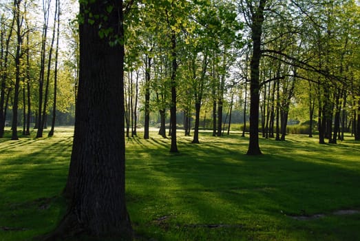 Sunrise in a quiet forest