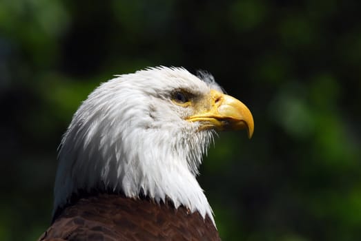 Picture of a bald Eagle head