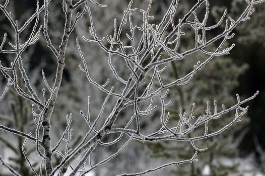Picture of a bunch of frozen branches