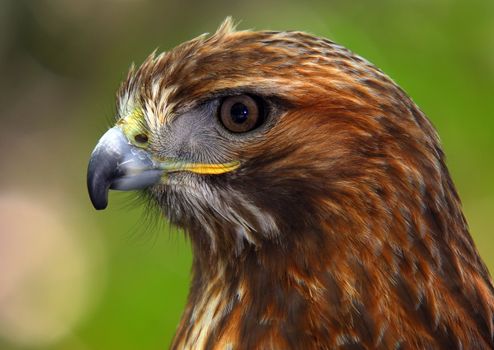 Portrait of a red-tailed hawk