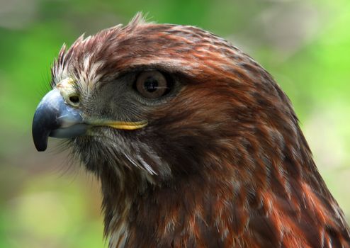 Portrait of a red-tailed hawk