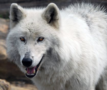 Close-up picture of an arctic wolf