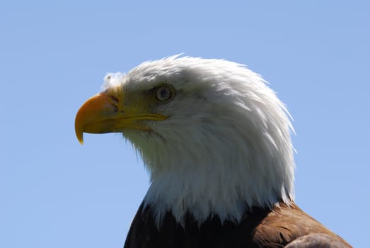 Picture of a bald Eagle head