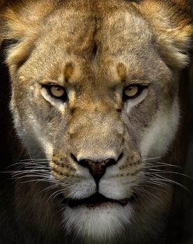 Portrait of a female lion starring 
