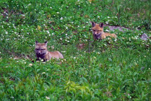 Two young baby red foxes in the wild