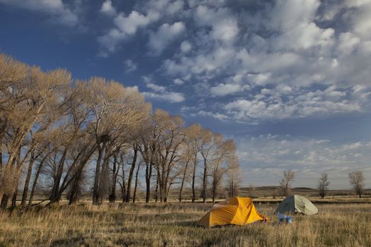 two tents cover by frost in early morning next to stand of cottonwood with eagle nest, North Platte River valley in Wyoming