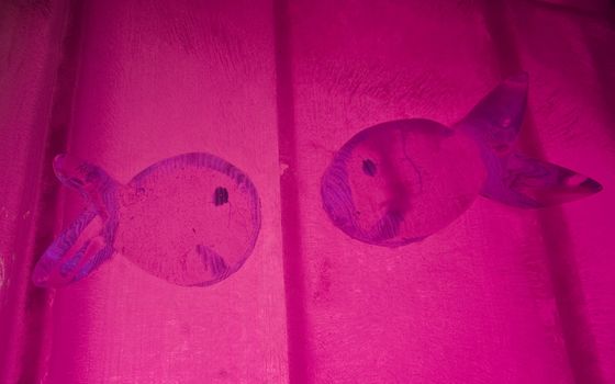 two pink smiling  fish made of ice