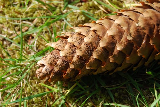 closeup of a fir cone lying on the grass