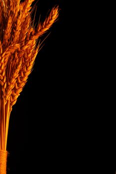 Golden wheat over black background stock photo