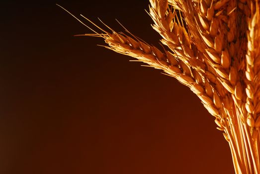 Wheat with warm colors stock photo