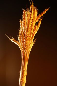 Bouquet from wheat with warm colors over dark background stock photo