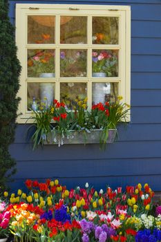 Window in blue wall with colorful flowers in spring