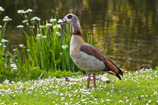 Egyptian goose standing near pond with flowers in spring - horizontal image