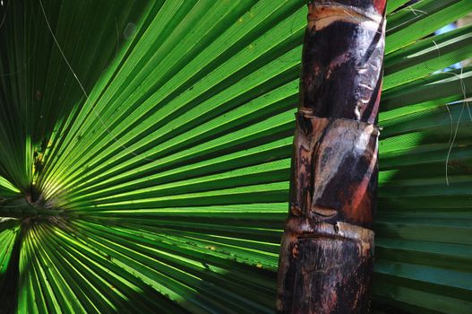 fanned-out ribs of a palm leaf highlighted by the sun