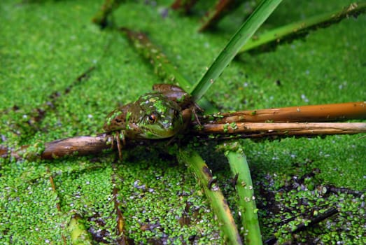 Picture of a green frog in a pond filled with green vegetation