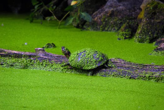 Two snapping turtles on a wooden log