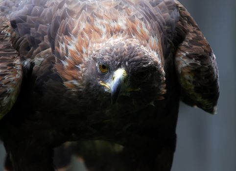 Portrait of a majestic Golden Eagle bird of pray