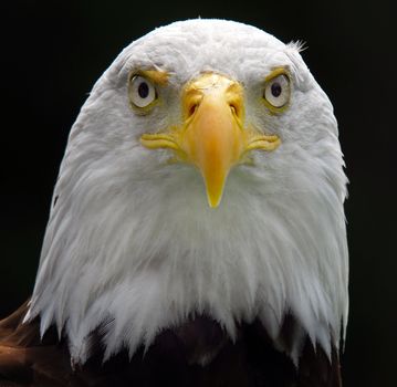 Portrait of a majestic American Bald Eagle bird of pray